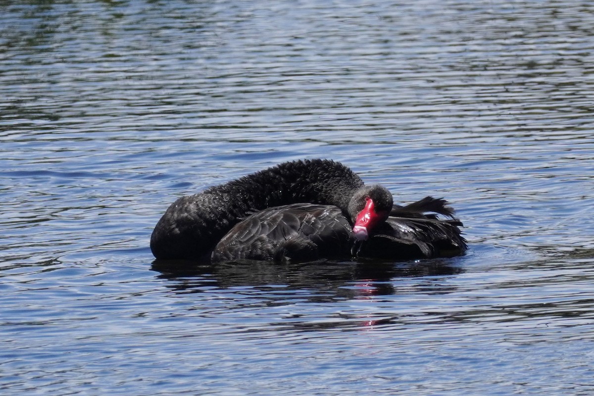 Black Swan - ML521073681