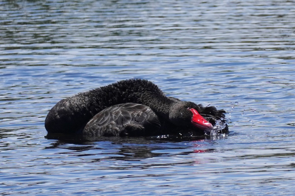 Black Swan - ML521073691