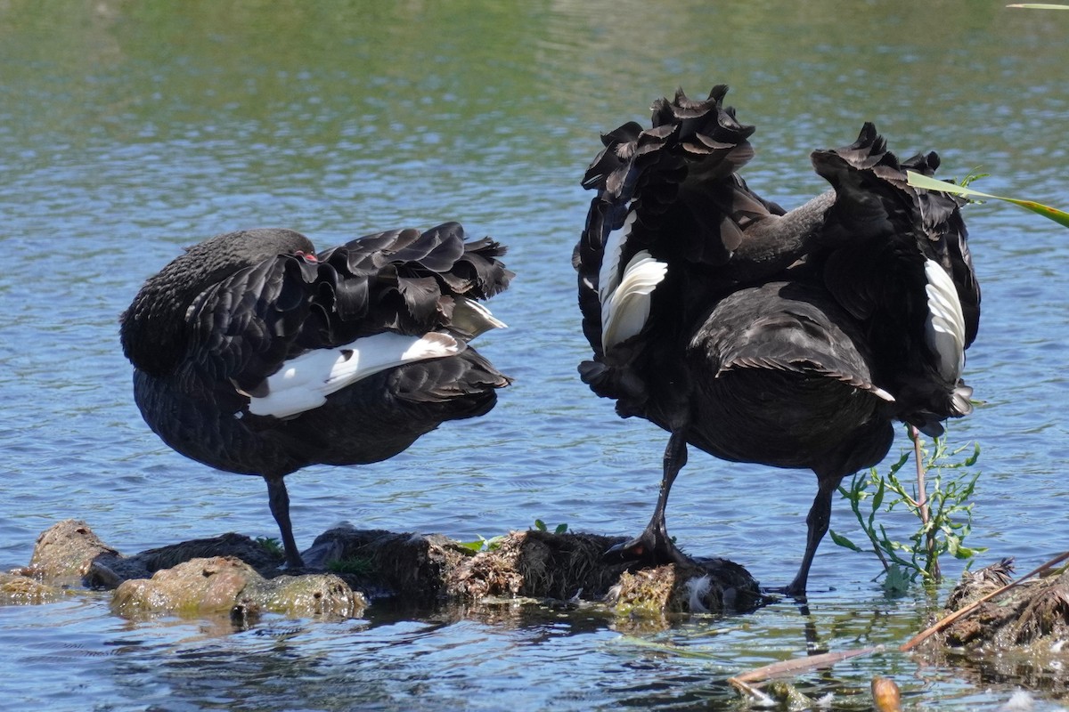 Black Swan - ML521073711