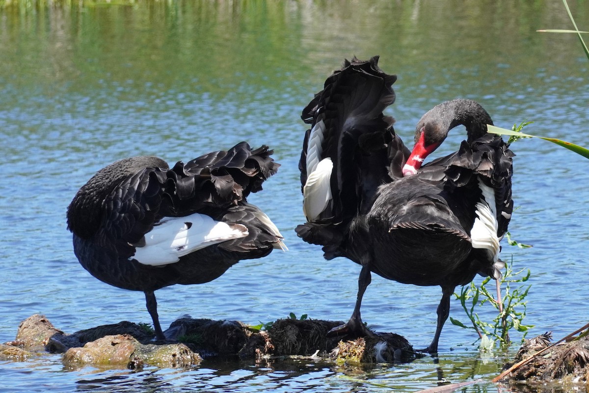 Black Swan - ML521073721