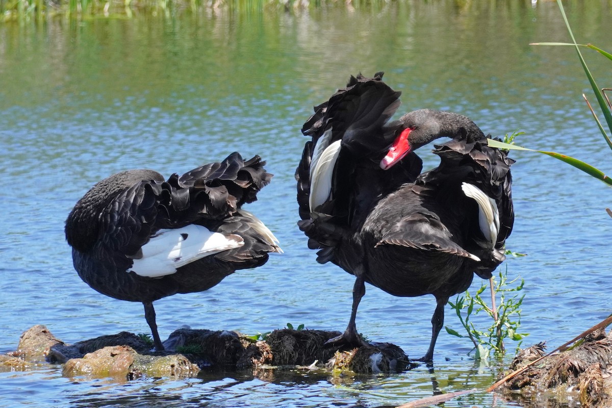 Black Swan - ML521073731