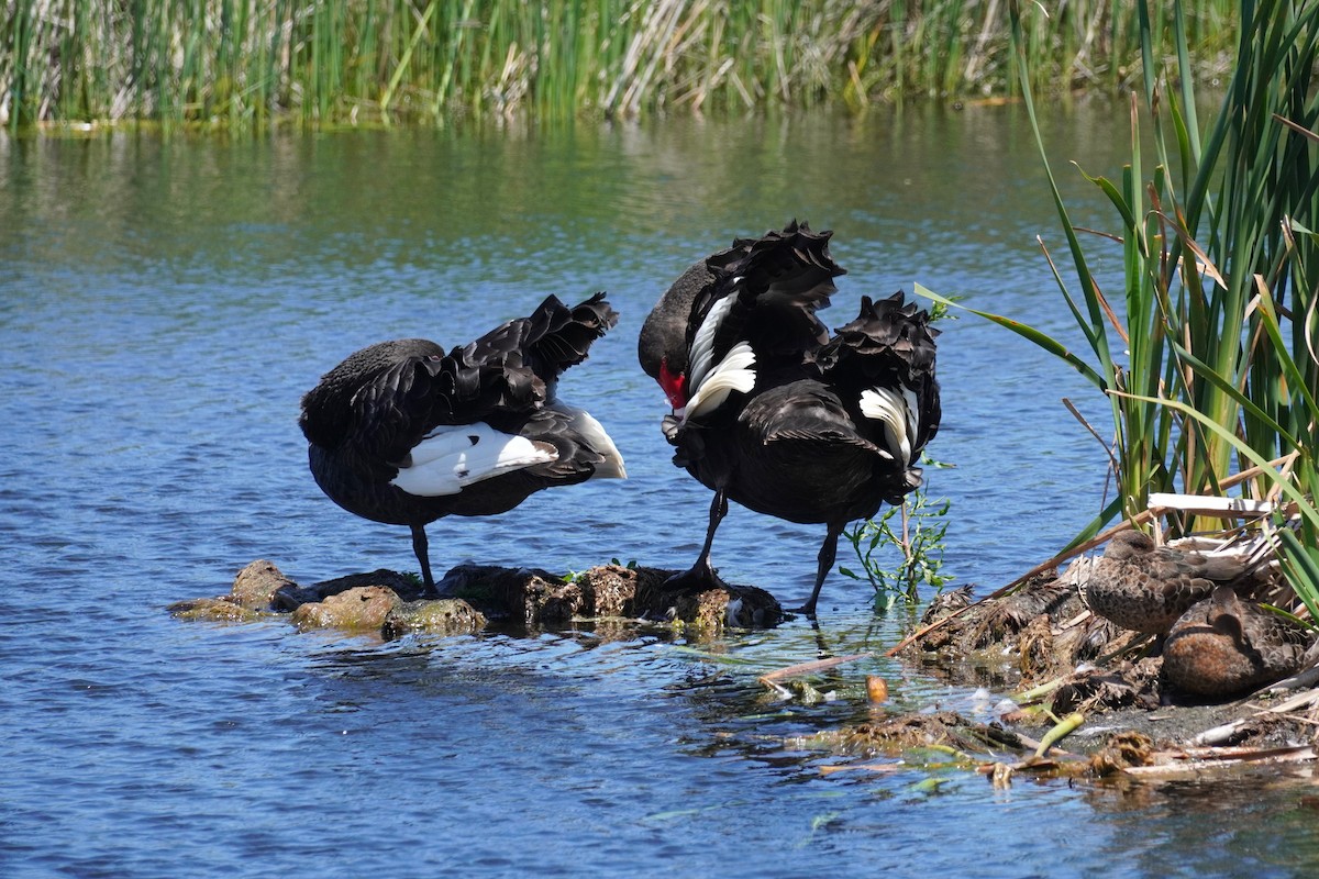Black Swan - ML521073741