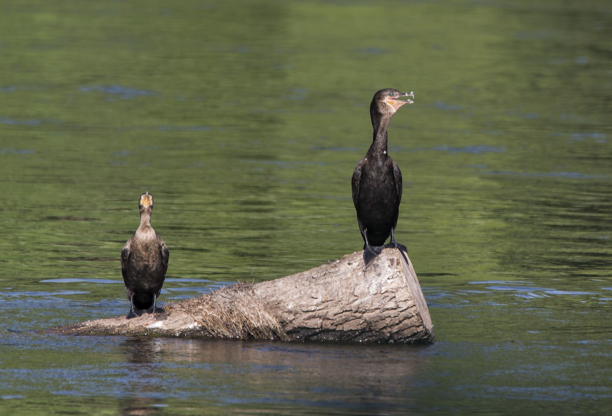 Cormorán Biguá - ML521073921