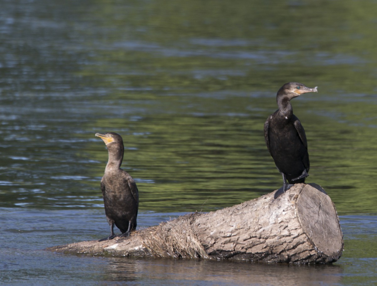 Neotropic Cormorant - ML521073931