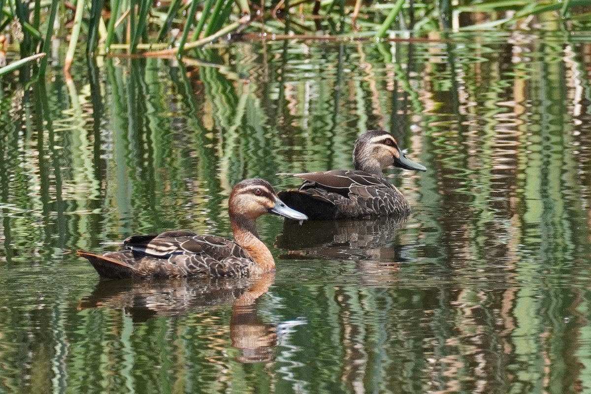 Pacific Black Duck - ML521074061
