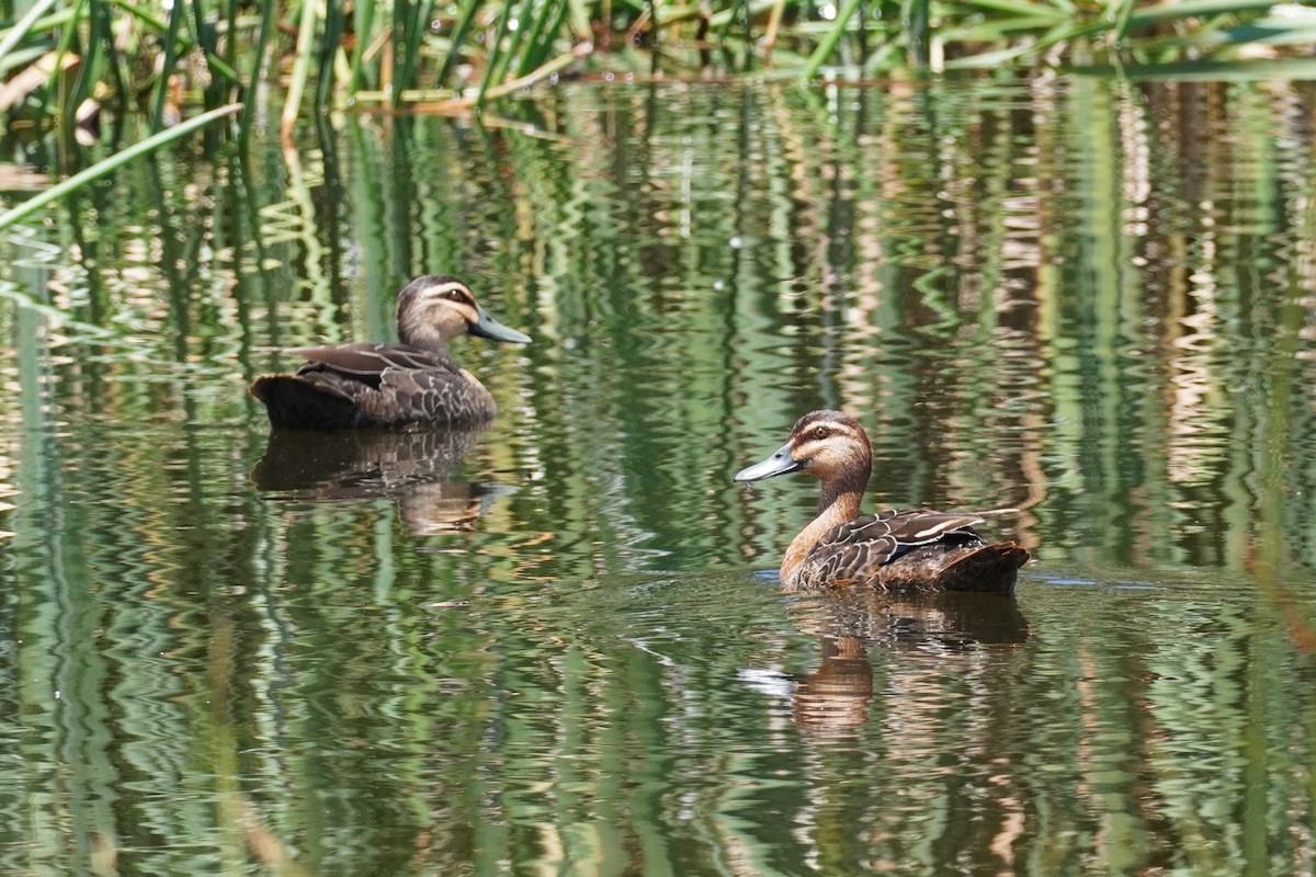 Pacific Black Duck - ML521074071