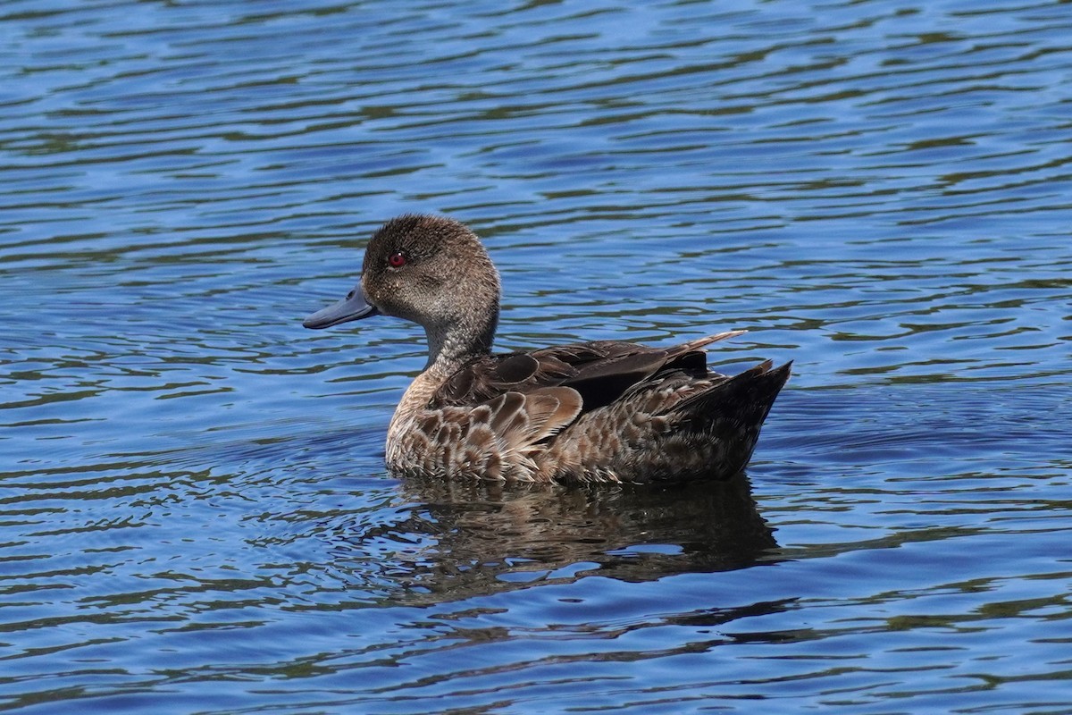 Chestnut Teal - ML521074561