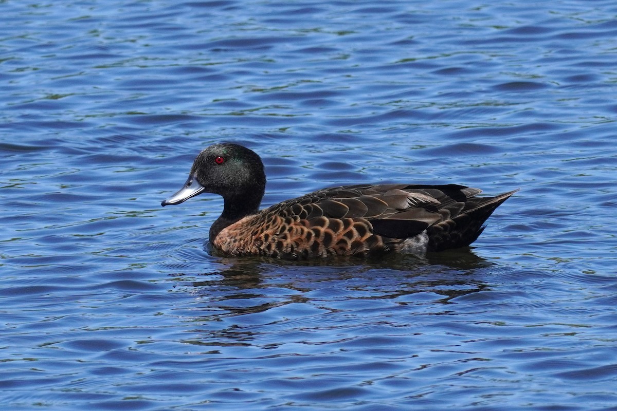 Chestnut Teal - ML521074571