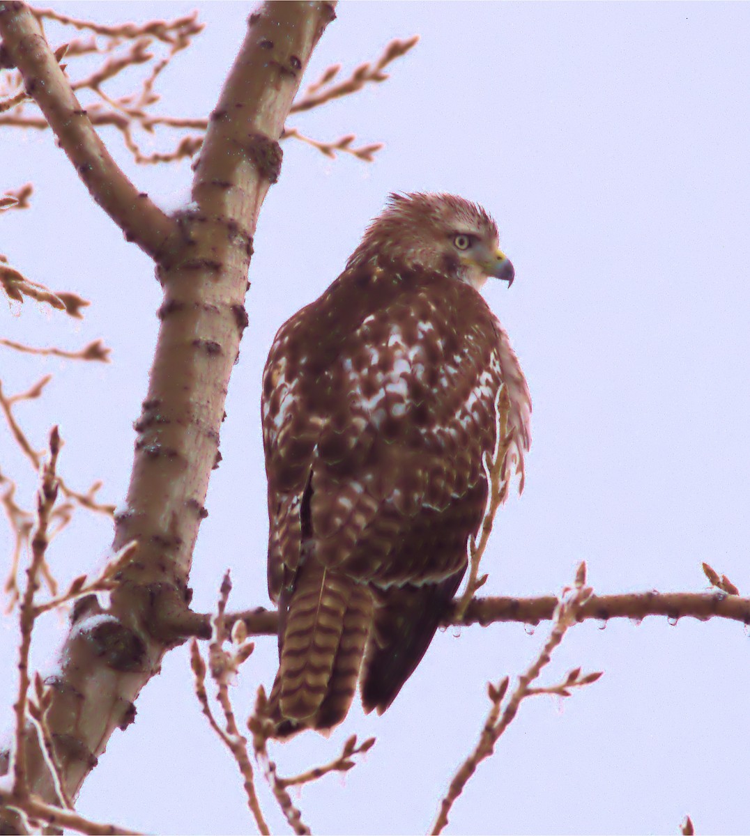 Red-tailed Hawk - ML521076021