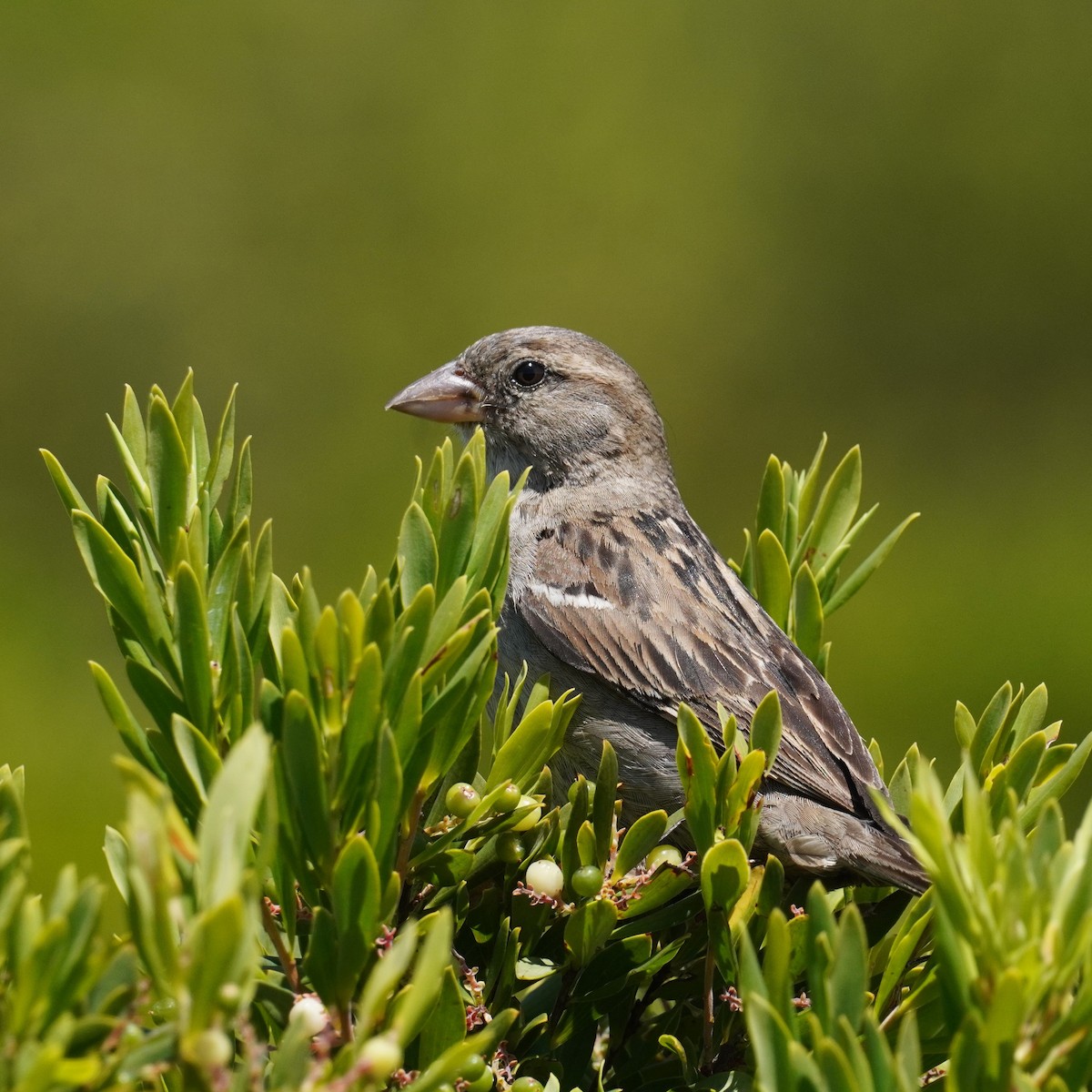 House Sparrow - ML521076951