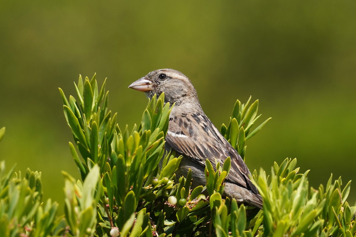 House Sparrow - ML521076961