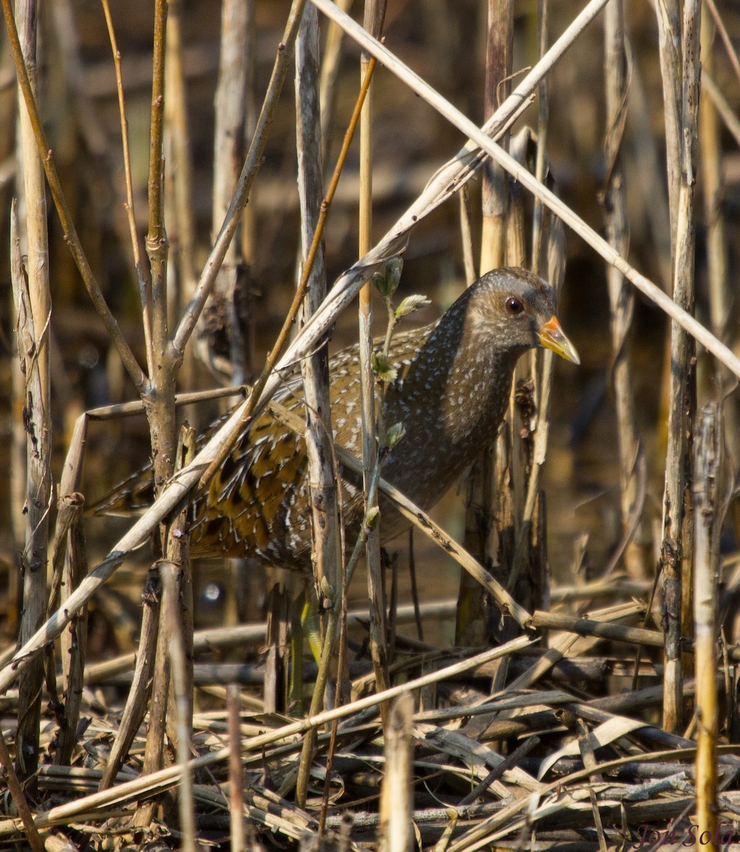 Spotted Crake - ML521077541