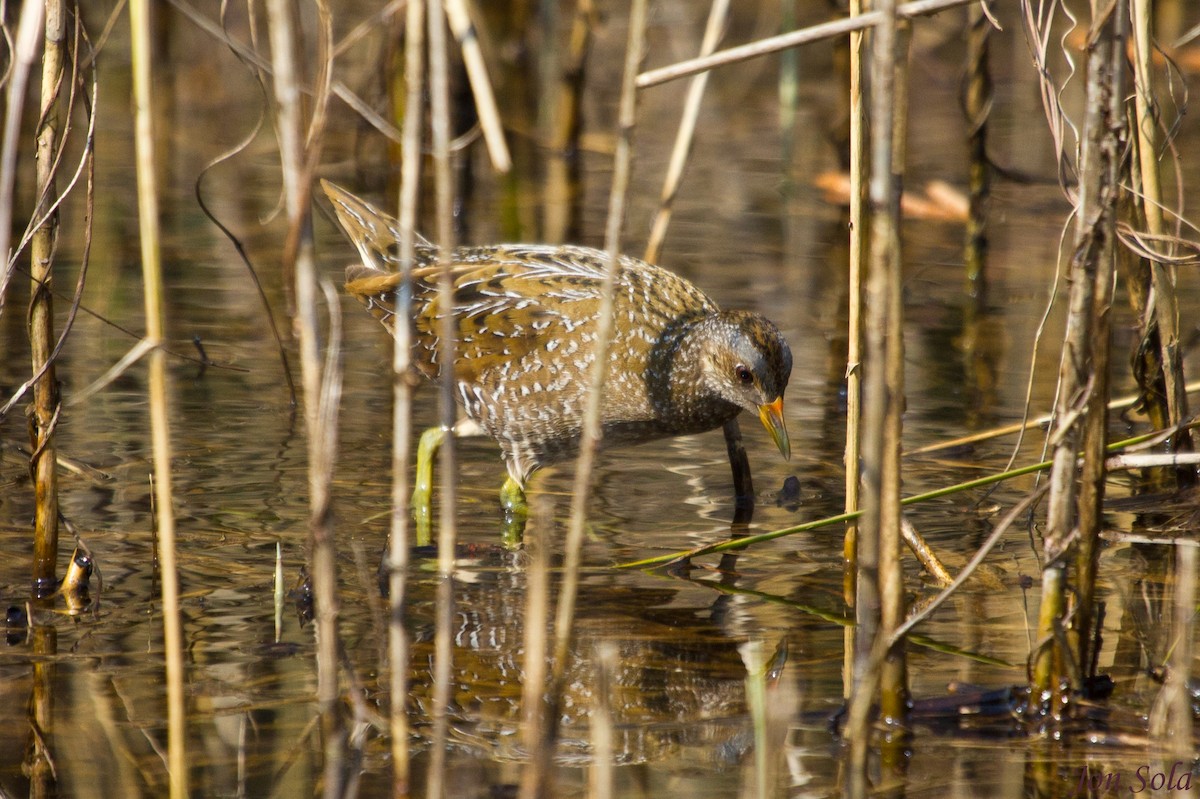 Spotted Crake - ML521077551