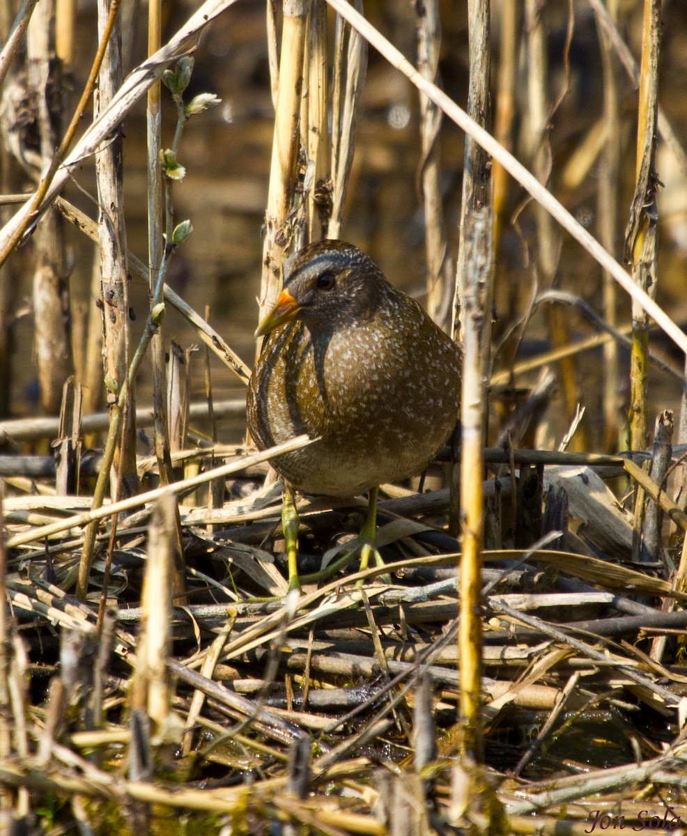 Spotted Crake - ML521077561