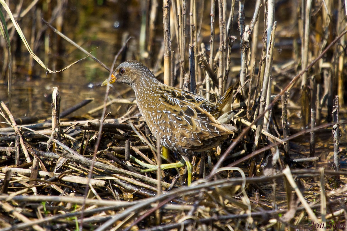 Spotted Crake - ML521077571