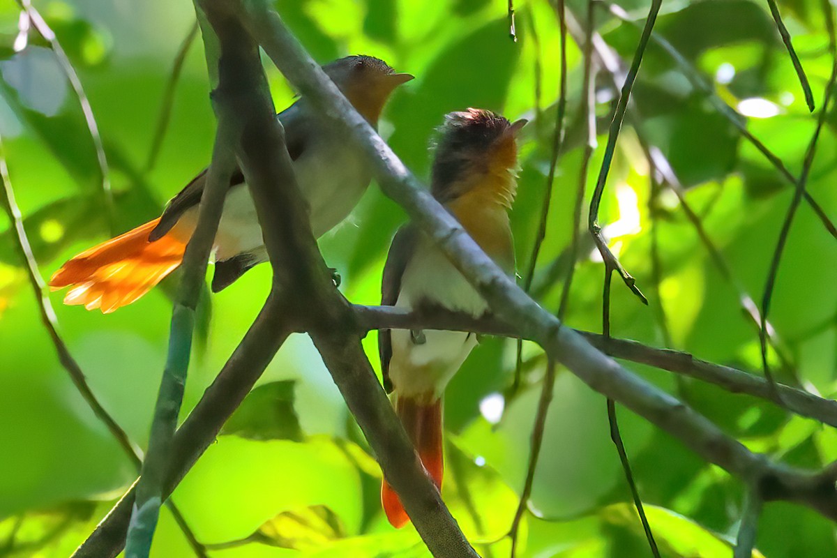 Chestnut-capped Flycatcher - Jaap Velden