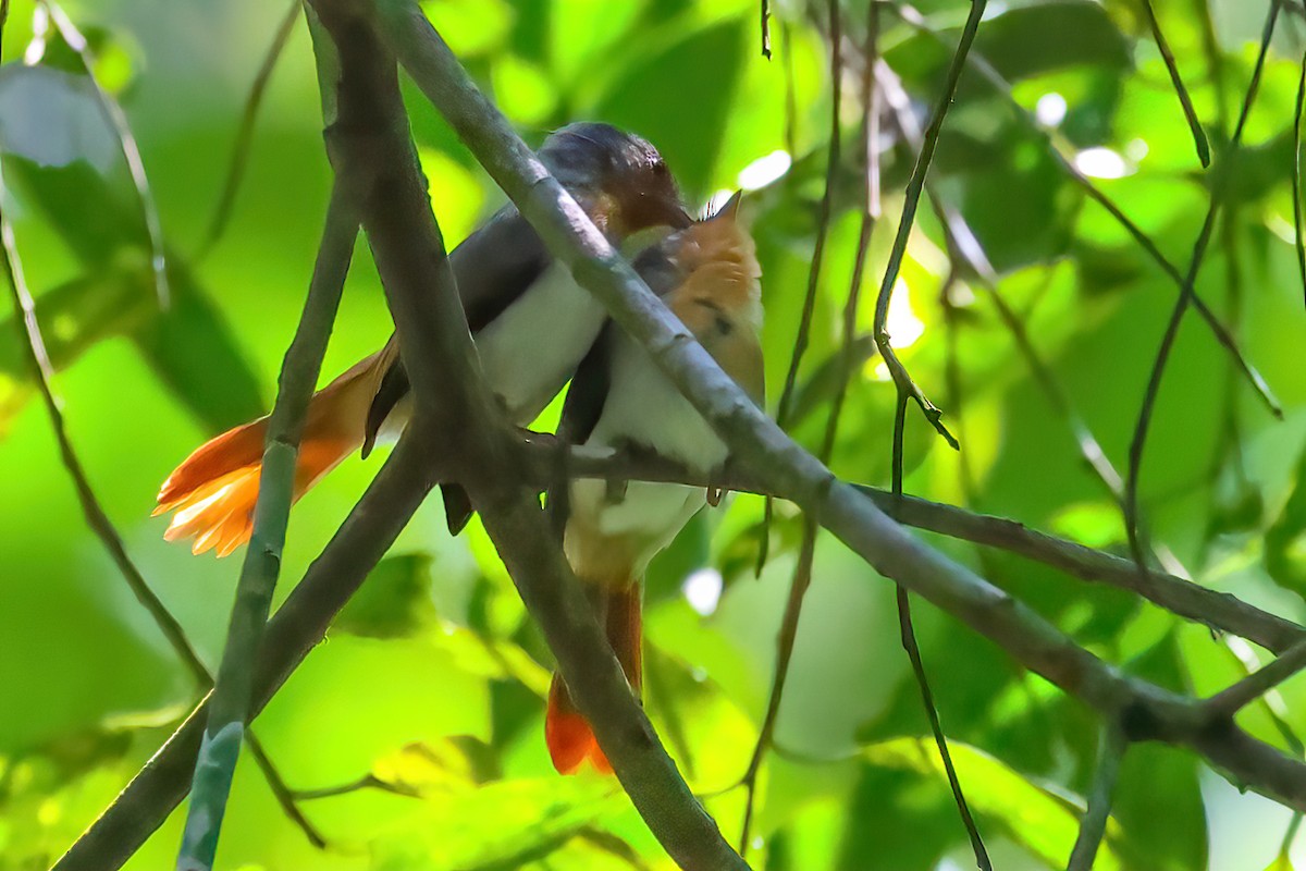 Chestnut-capped Flycatcher - ML521077881