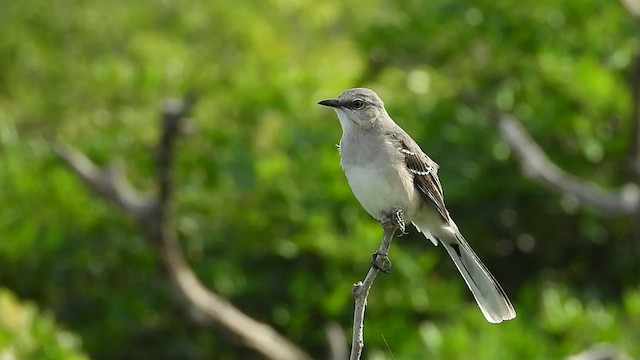 Tropical Mockingbird - ML521081491