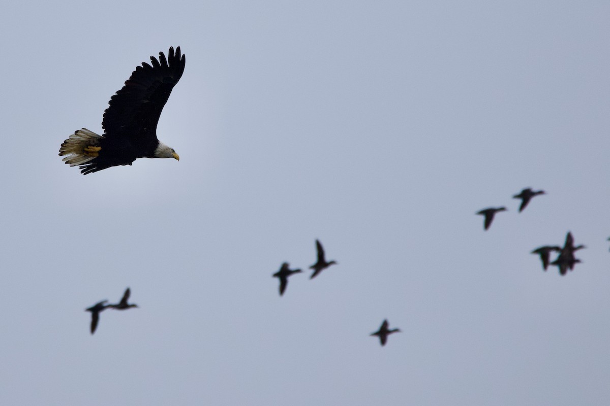 Bald Eagle - ML521081541