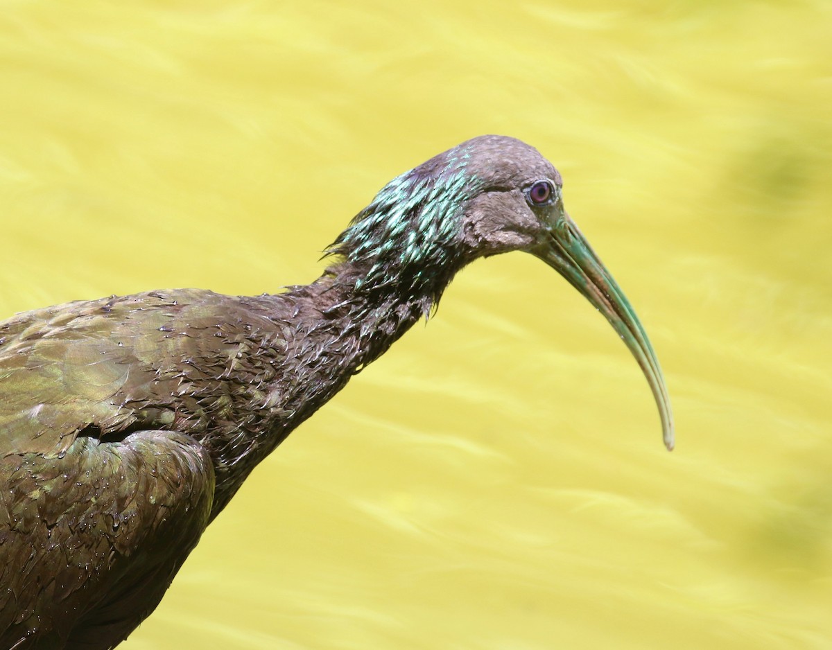 Green Ibis - Mats Hildeman