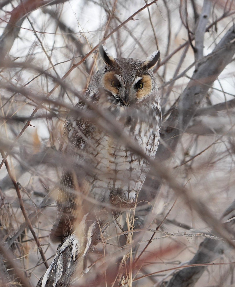 Long-eared Owl - Glenn Walbek