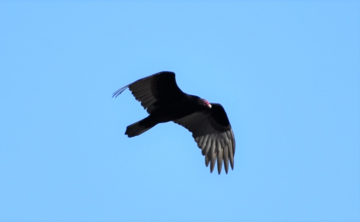 Urubu à tête rouge - ML521086591