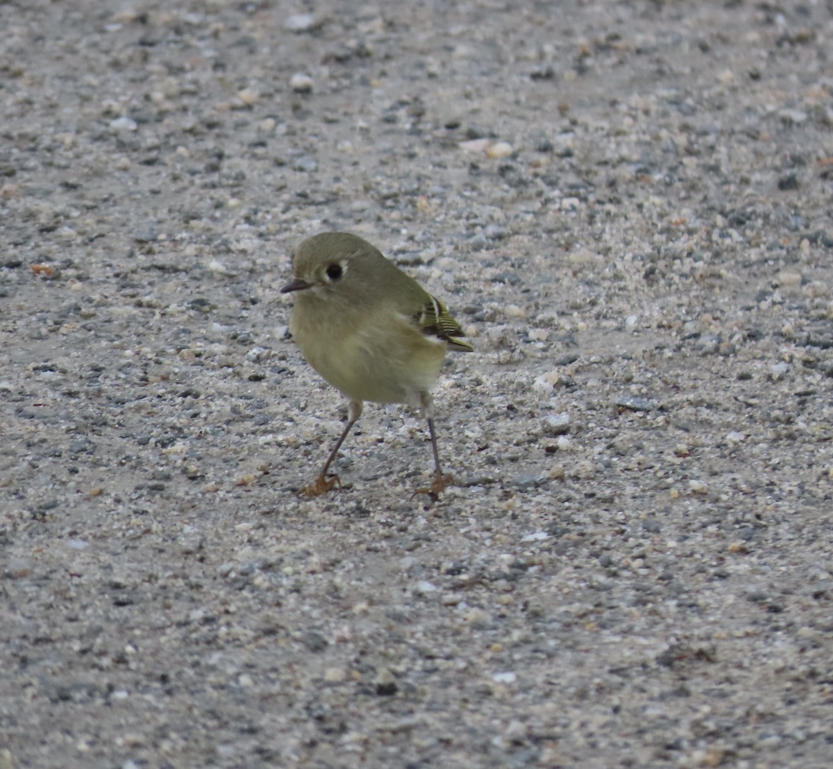 Ruby-crowned Kinglet - ML521088191