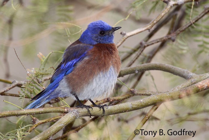 Western Bluebird - ML52108821