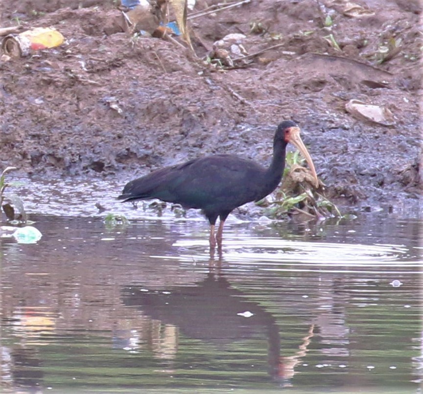 ibis tmavý - ML521089441