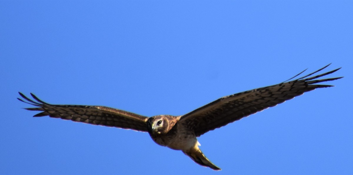 Northern Harrier - Mark Greene