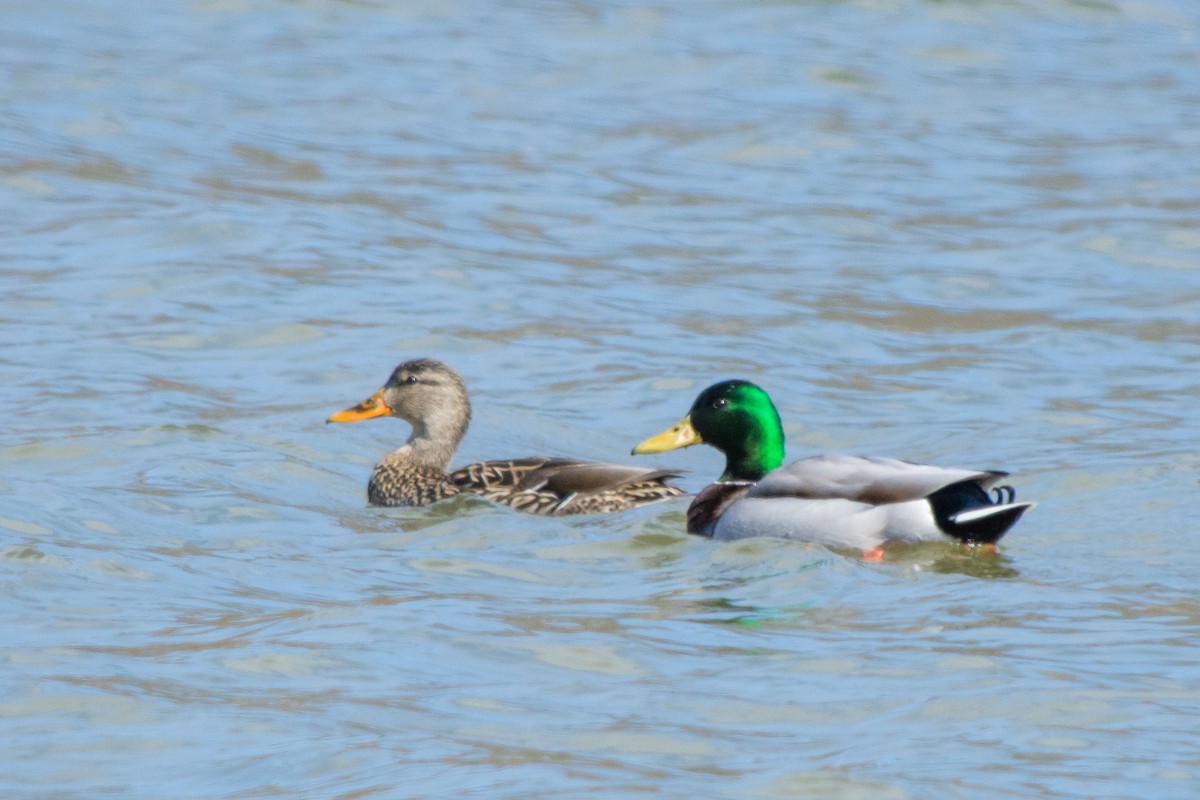 Mallard - ML52109031