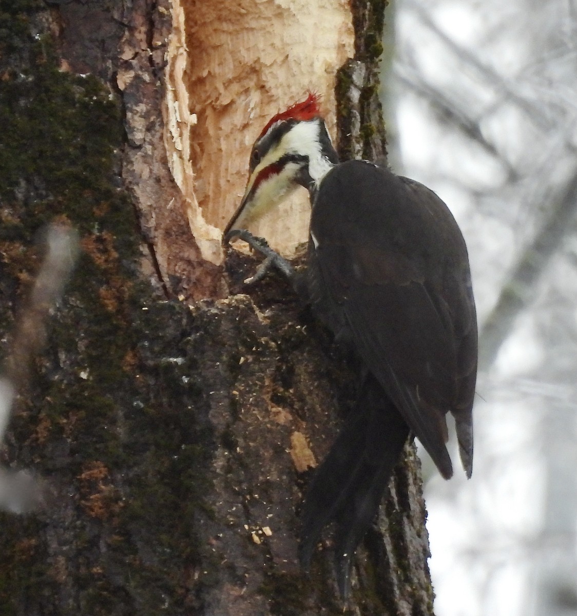 Pileated Woodpecker - ML521091431
