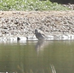 Long-billed Dowitcher - ML521092031