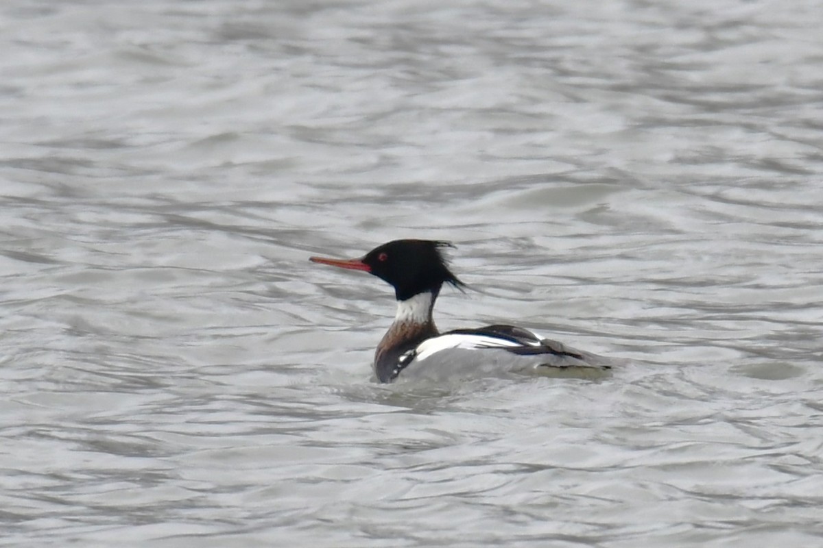 Red-breasted Merganser - ML521092131