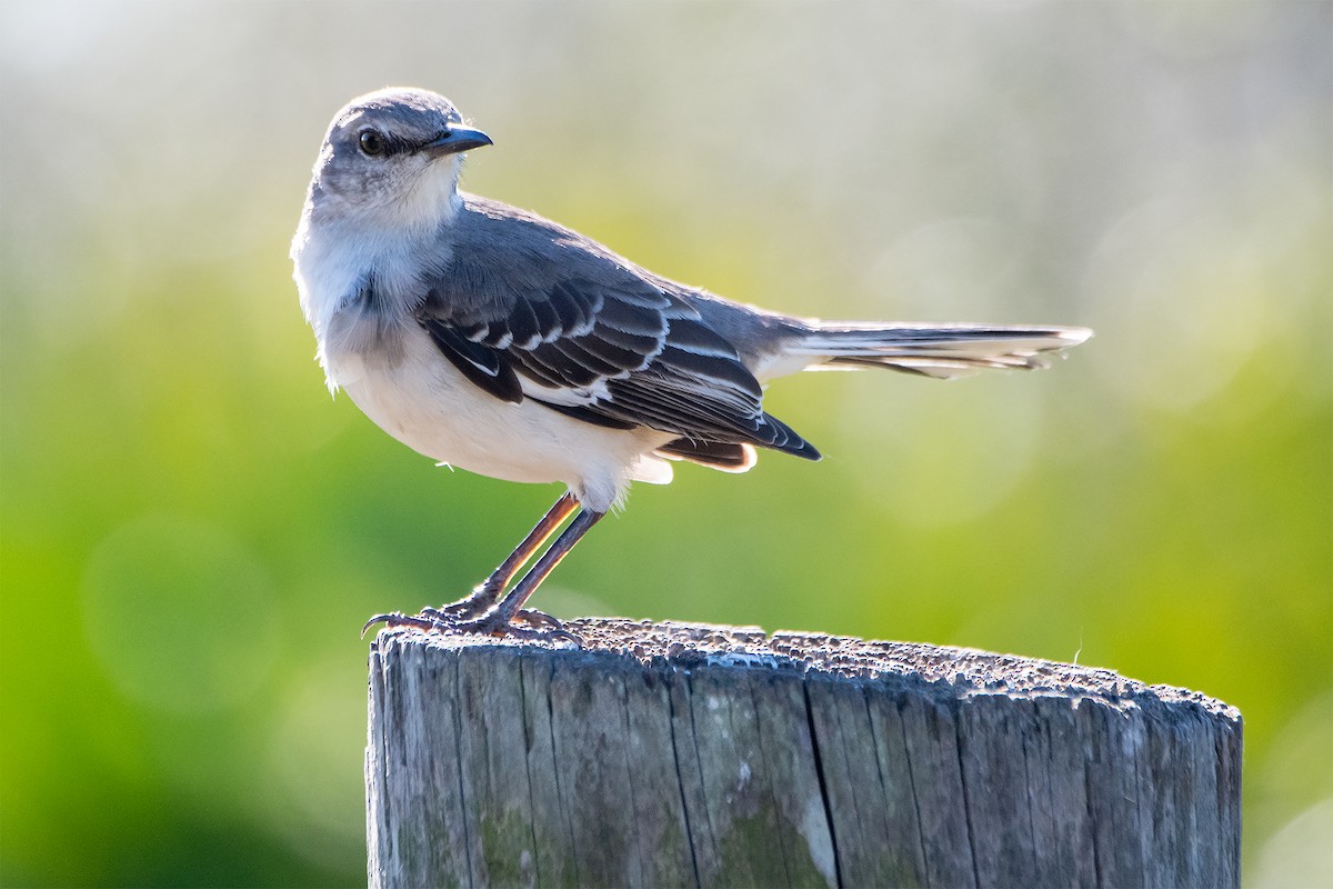 Northern Mockingbird - ML521092181