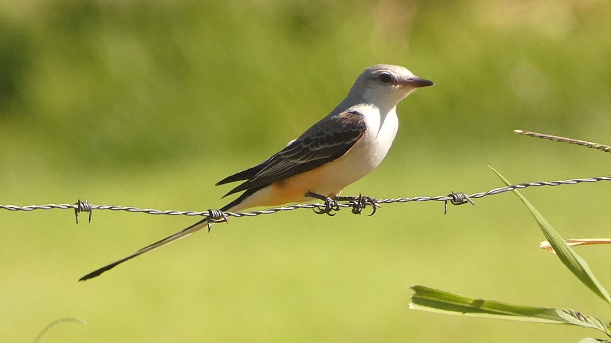 Scissor-tailed Flycatcher - ML521092191