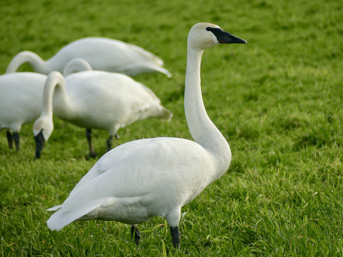 Cygne trompette - ML521094231