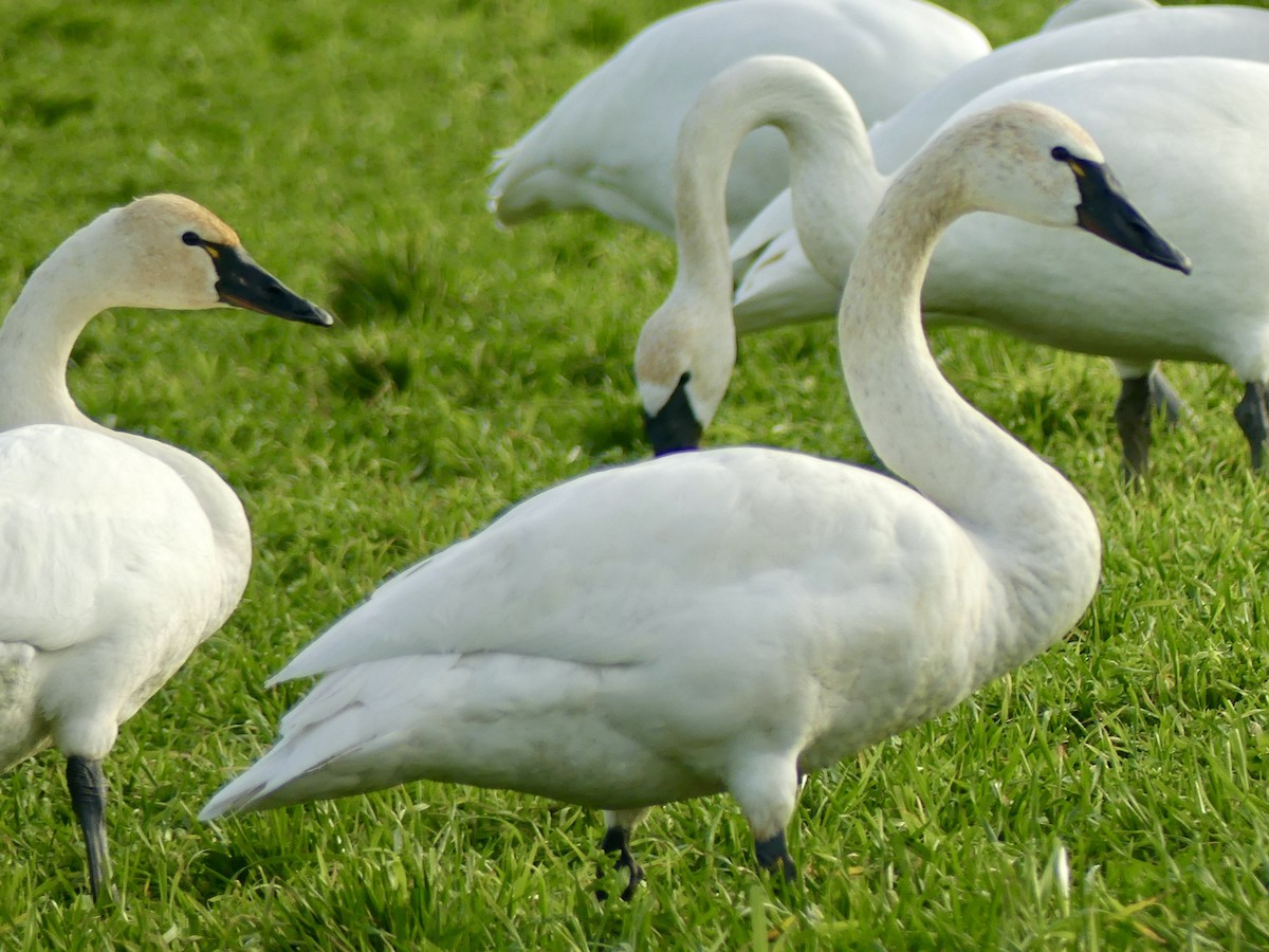 Cygne siffleur - ML521094241