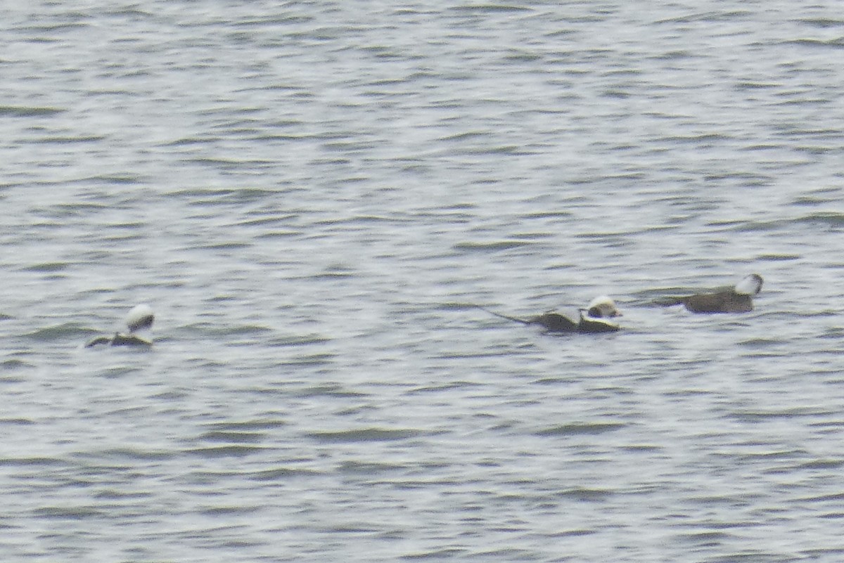 Long-tailed Duck - ML521094771