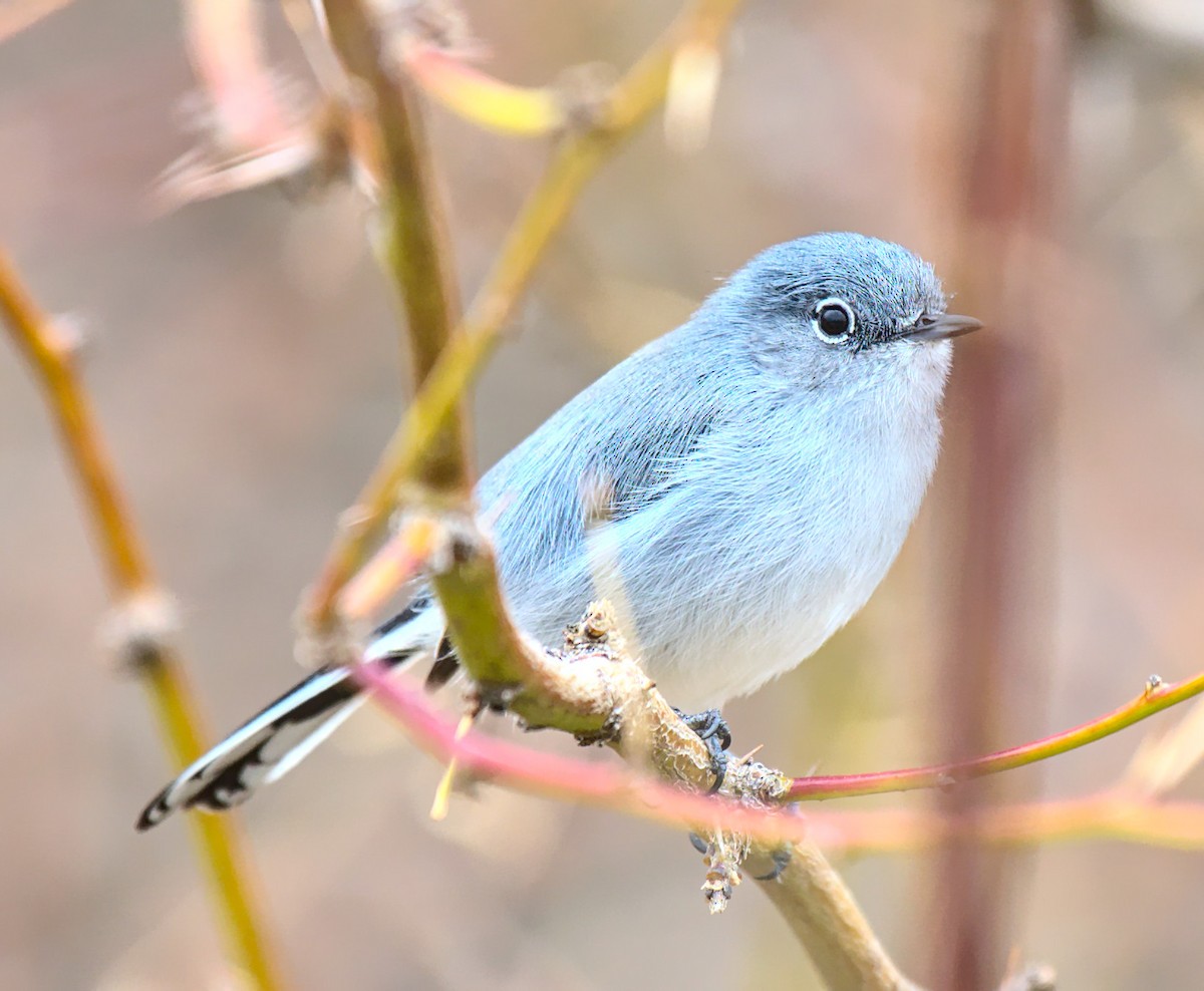 Blue-gray Gnatcatcher - ML521095631