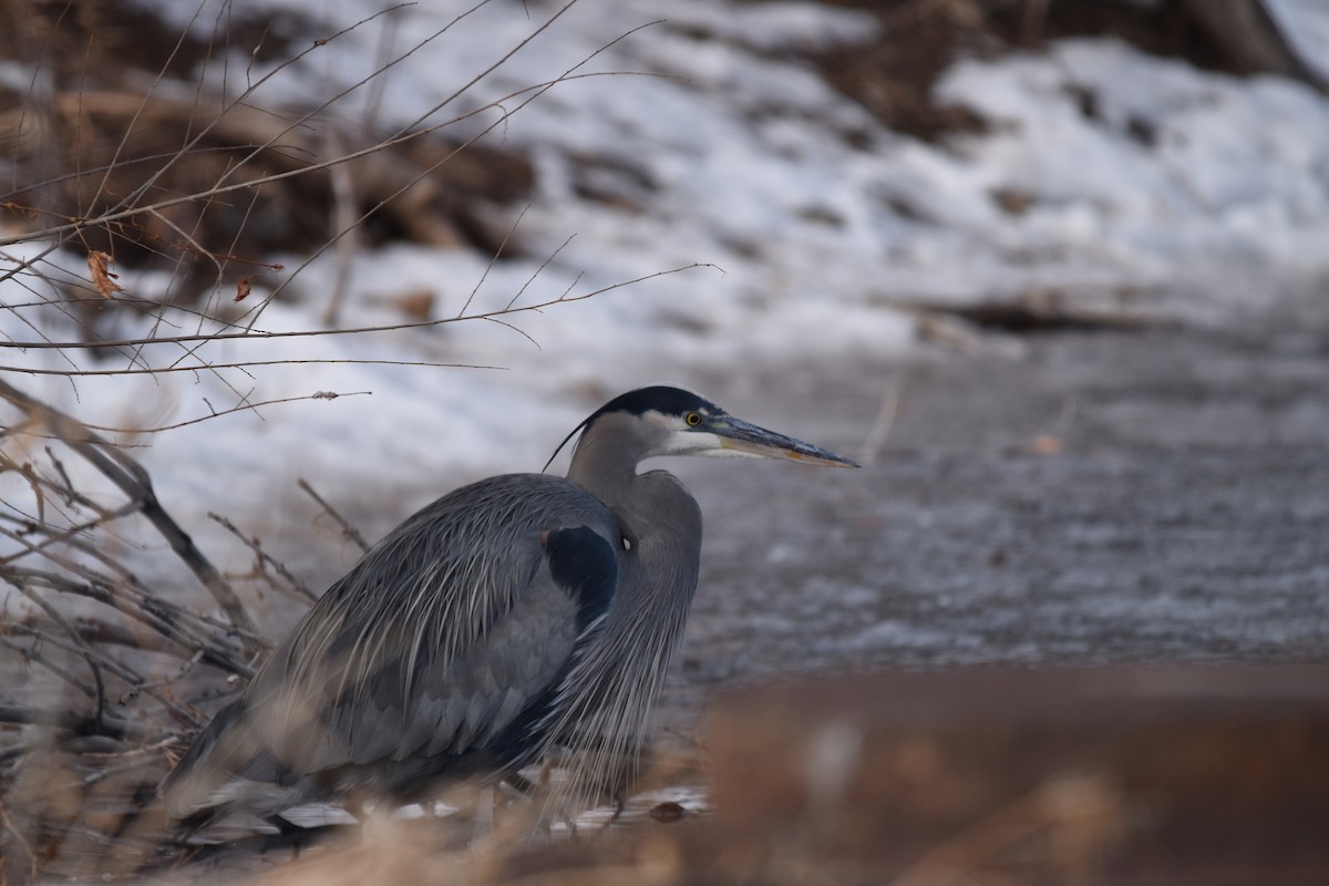 Great Blue Heron - ML521096021