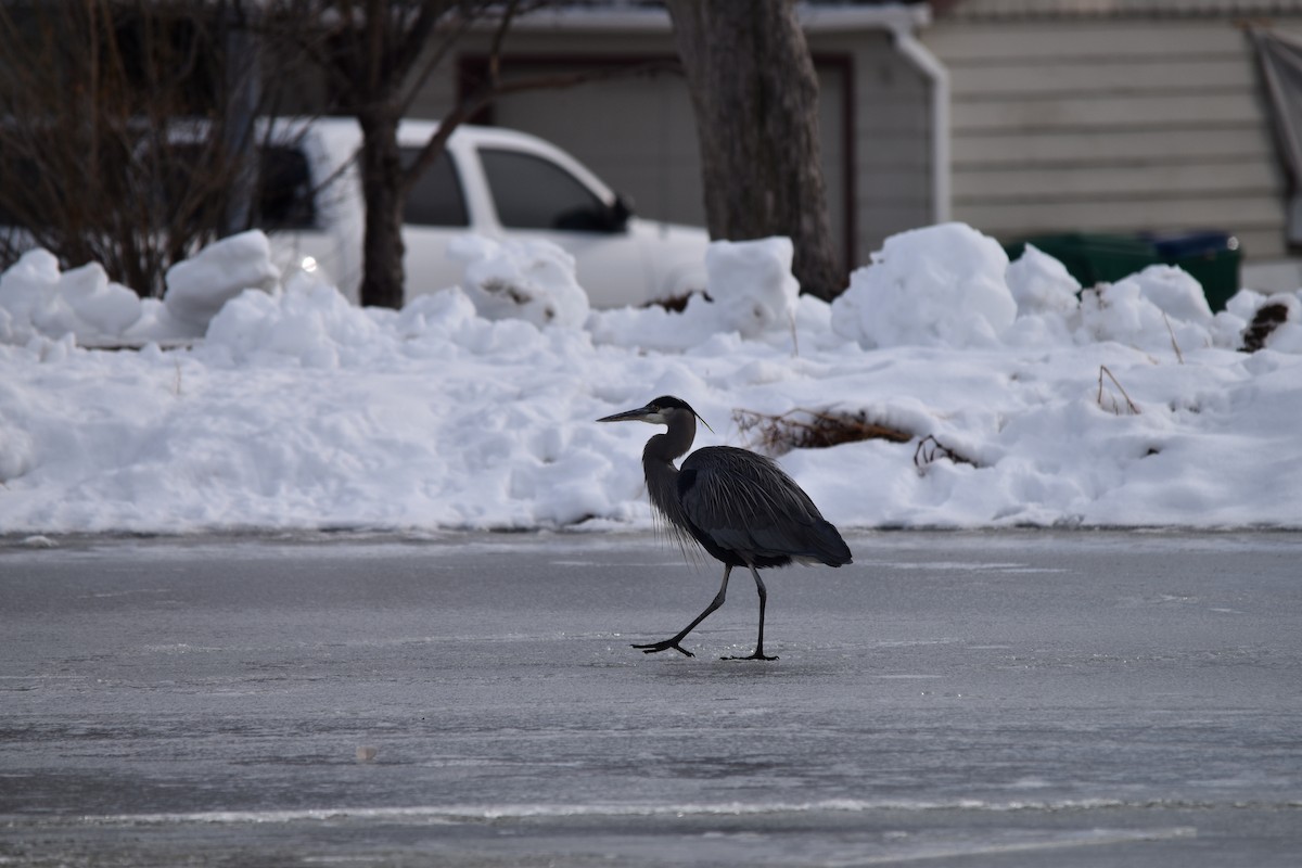 Great Blue Heron - ML521096031