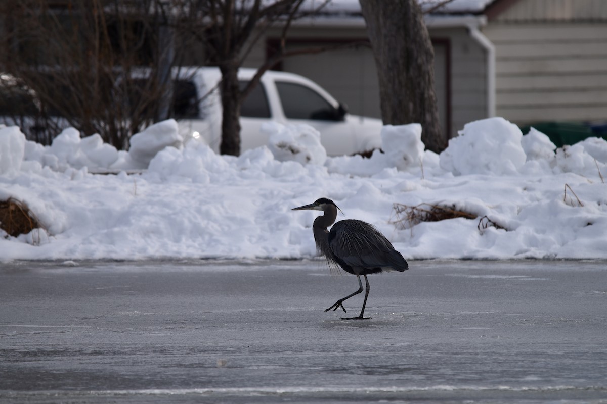 Great Blue Heron - ML521096041
