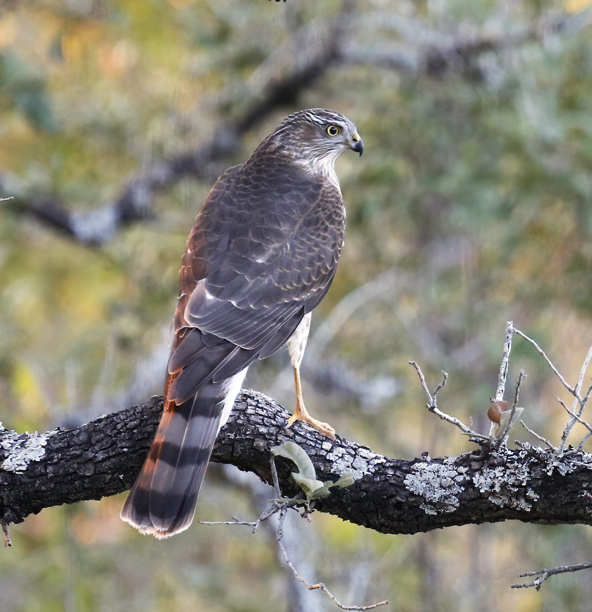 Sharp-shinned Hawk - ML521096641