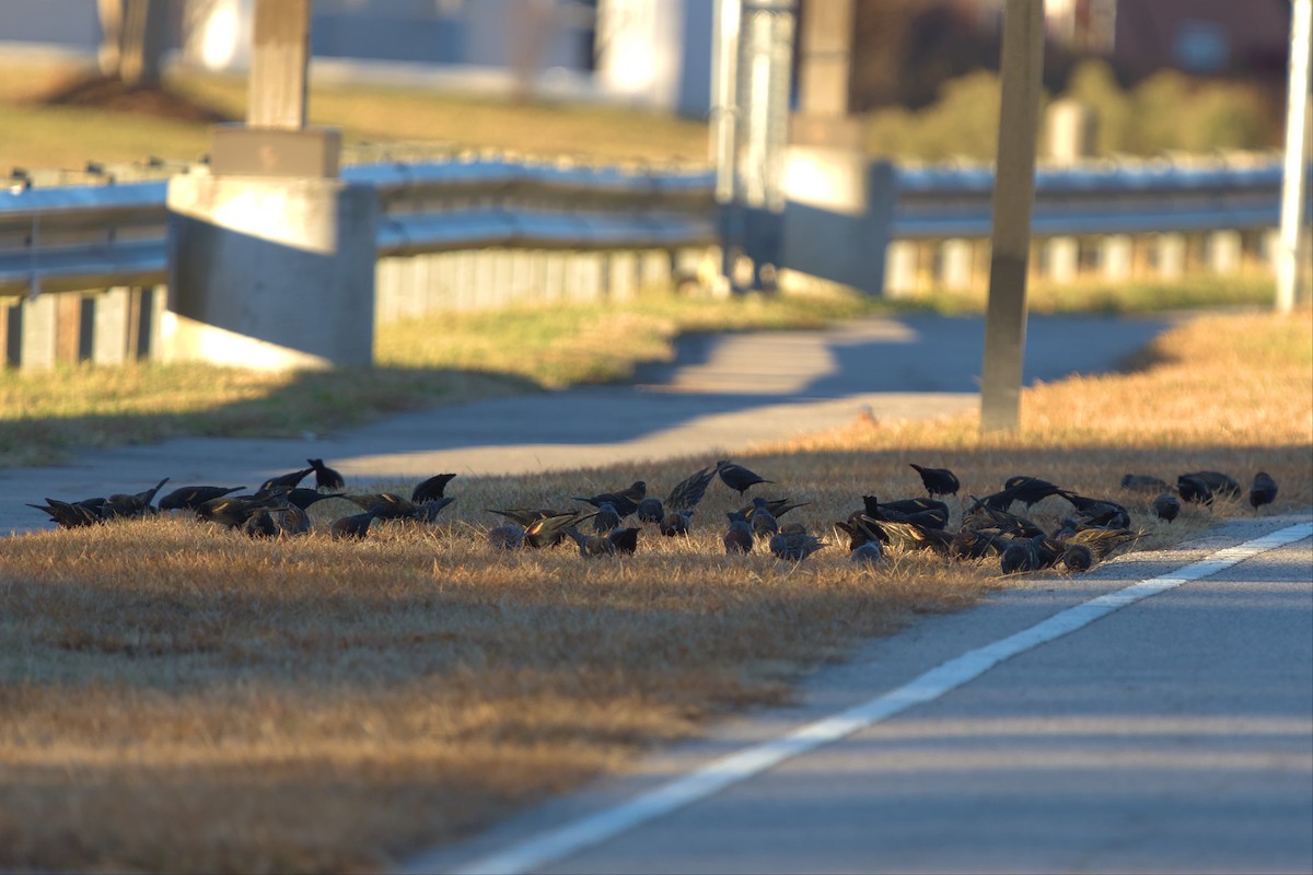 European Starling - ML521097611