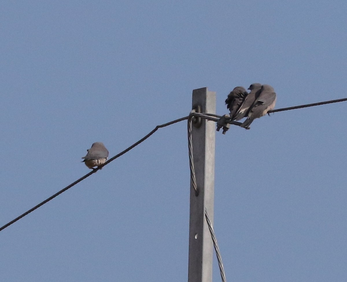 Ashy Woodswallow - ML521098031