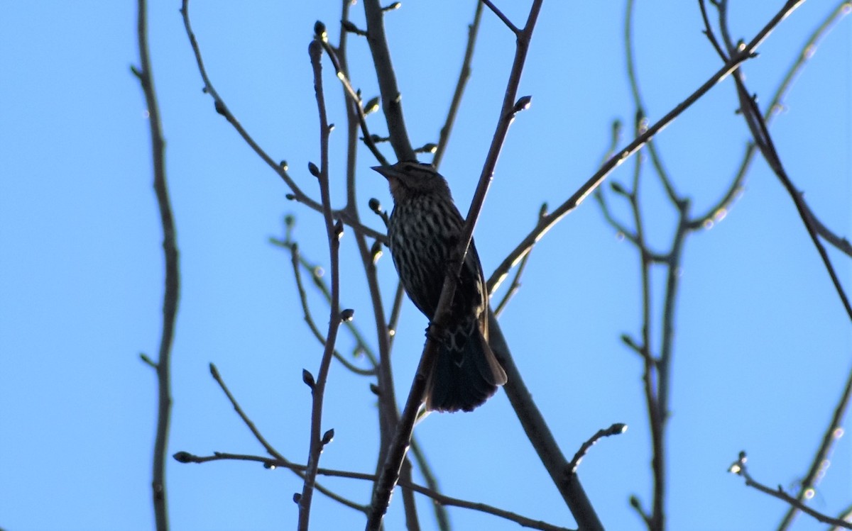 Red-winged Blackbird - Mark Greene