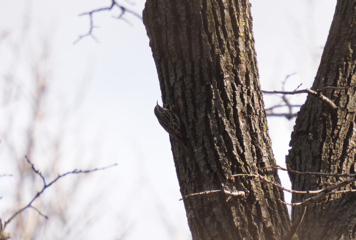 Brown Creeper - ML521098751