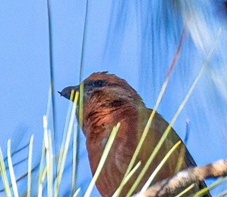 Red Crossbill - ML521099021