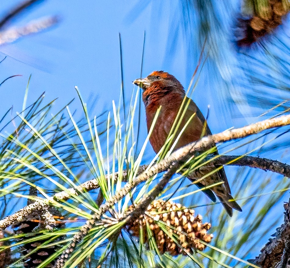 Red Crossbill - ML521099031